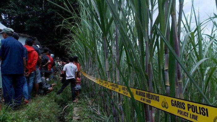 Remas Payudara Kekasih Orang Lain, Joko Tewas Mengenaskan di Ladang Tebu