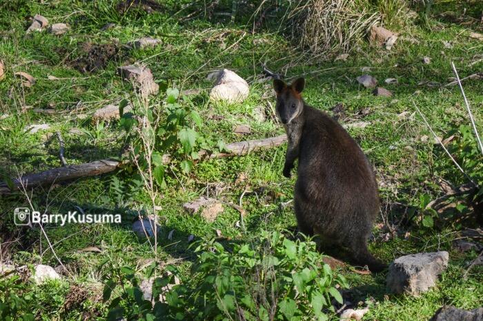 Sudah Tahu 8 Fakta Unik Tentang Kanguru ini?