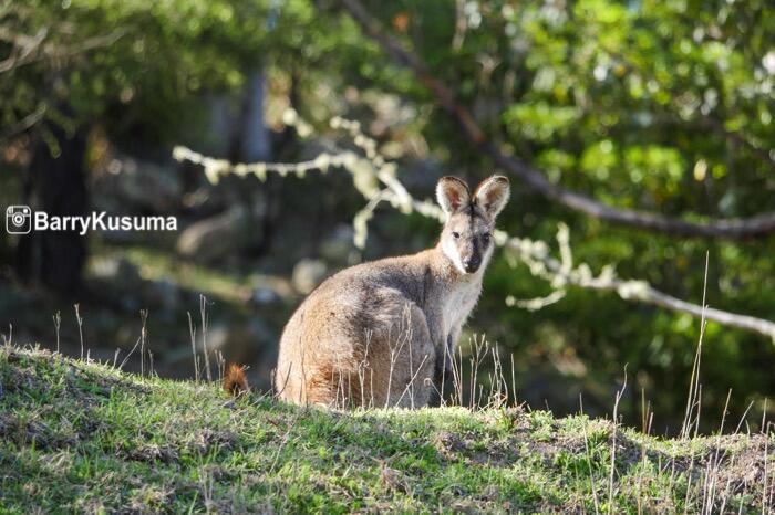 Sudah Tahu 8 Fakta Unik Tentang Kanguru ini?