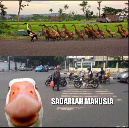 10 Cara Membuat Meme Lucu Online dan Cara Pakainya GIF Format (Review)