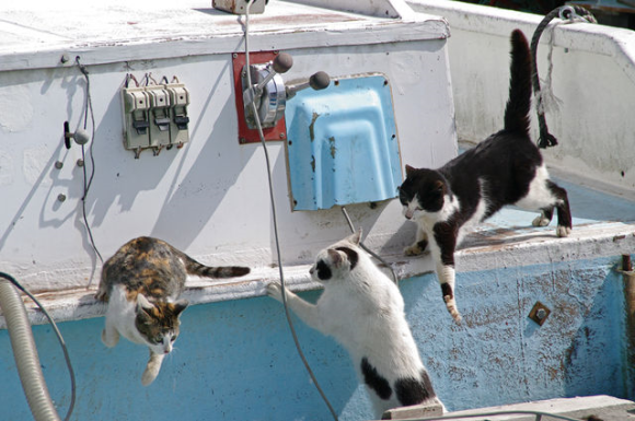 Nyan Nyan Nyan Day, Harinya Para Kucing di Jepang