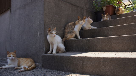 Nyan Nyan Nyan Day, Harinya Para Kucing di Jepang