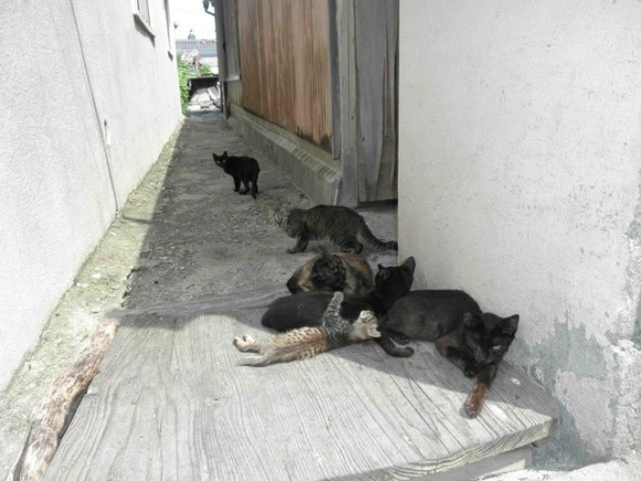 Nyan Nyan Nyan Day, Harinya Para Kucing di Jepang