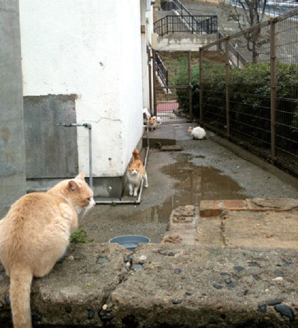 Nyan Nyan Nyan Day, Harinya Para Kucing di Jepang