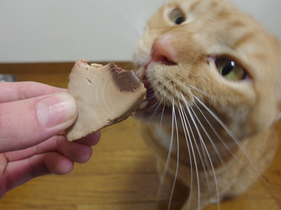 Nyan Nyan Nyan Day, Harinya Para Kucing di Jepang