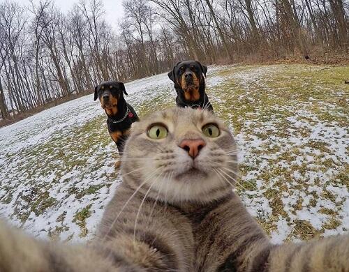 Aksi Manny, Kucing Paling Narsis dan Doyan Banget Selfie