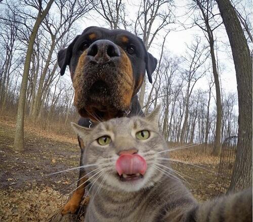 Aksi Manny, Kucing Paling Narsis dan Doyan Banget Selfie