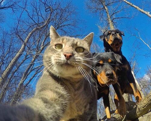 Aksi Manny, Kucing Paling Narsis dan Doyan Banget Selfie