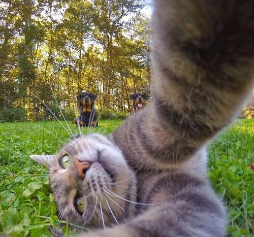 Aksi Manny, Kucing Paling Narsis dan Doyan Banget Selfie