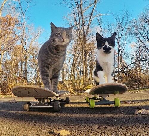 Aksi Manny, Kucing Paling Narsis dan Doyan Banget Selfie