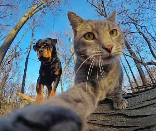 Aksi Manny, Kucing Paling Narsis dan Doyan Banget Selfie
