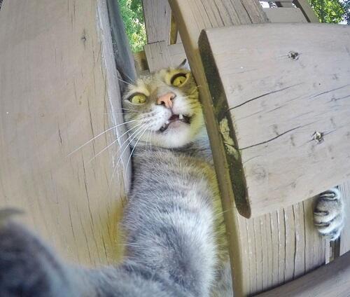 Aksi Manny, Kucing Paling Narsis dan Doyan Banget Selfie