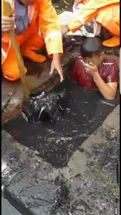 PPSU Menyelam Selokan Tanpa Pengaman, Ahok: Mereka Bilang Lebih Enak