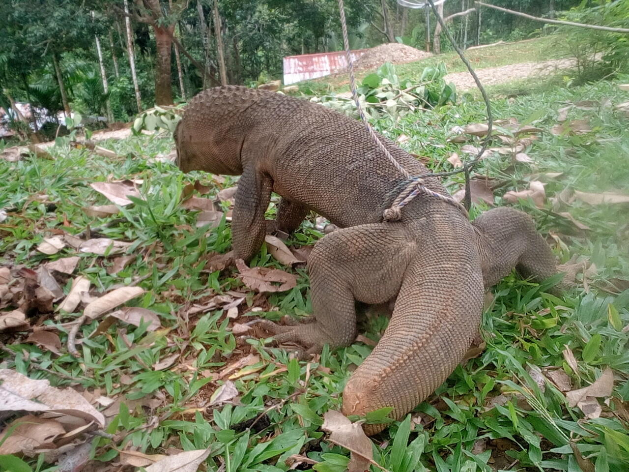 Binatang aneh ditemukan di Aceh