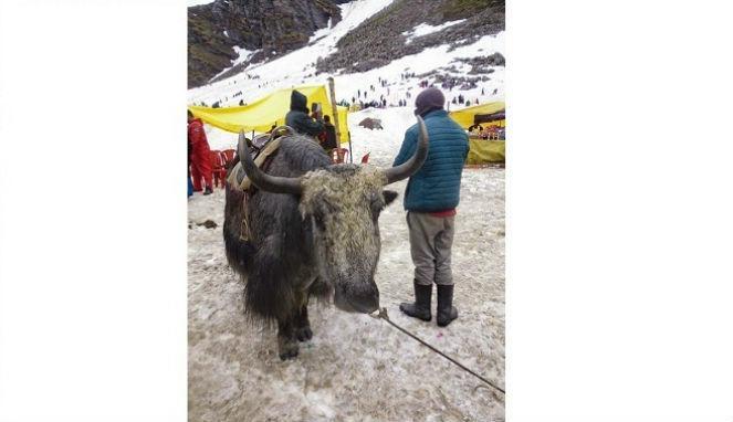 Mengenal hewan Yak, Binatang asli pegunungan Himalaya