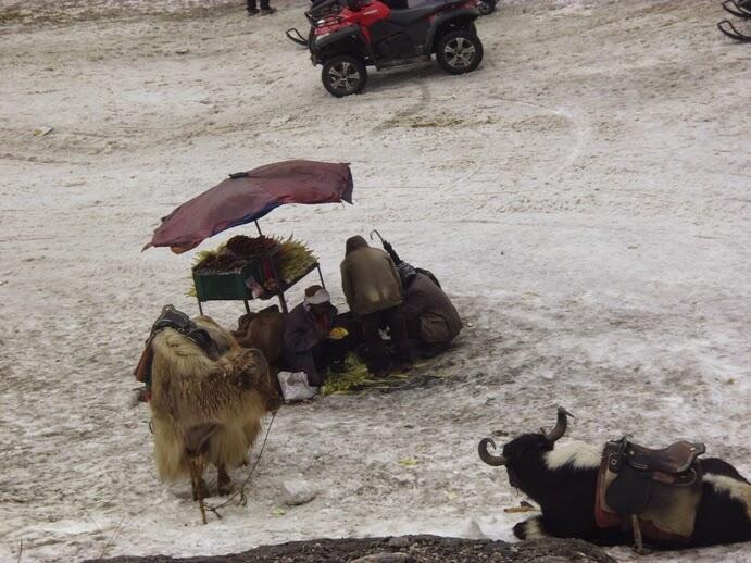 Mengenal hewan Yak, Binatang asli pegunungan Himalaya