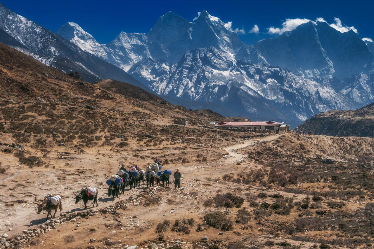 Mengenal hewan Yak, Binatang asli pegunungan Himalaya