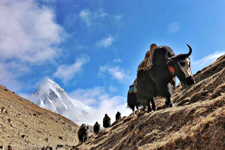 Mengenal hewan Yak, Binatang asli pegunungan Himalaya
