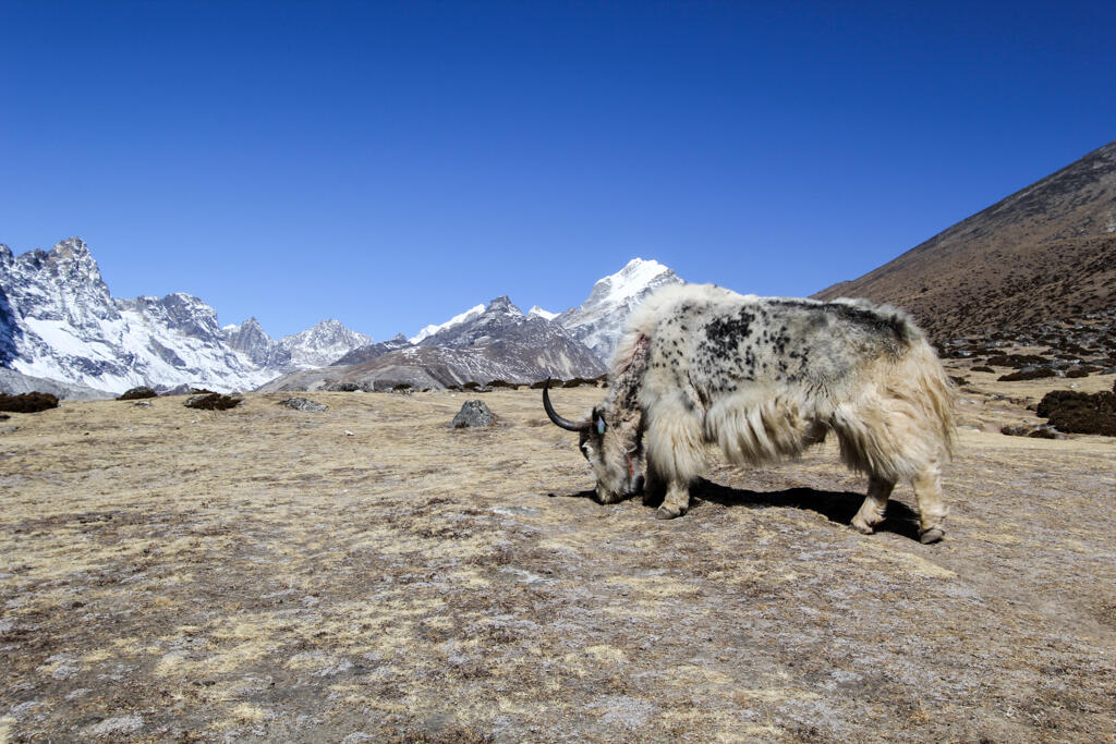 Mengenal hewan Yak, Binatang asli pegunungan Himalaya