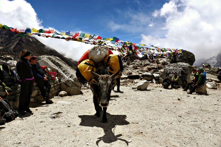 Mengenal hewan Yak, Binatang asli pegunungan Himalaya