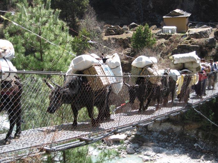 Mengenal hewan Yak, Binatang asli pegunungan Himalaya