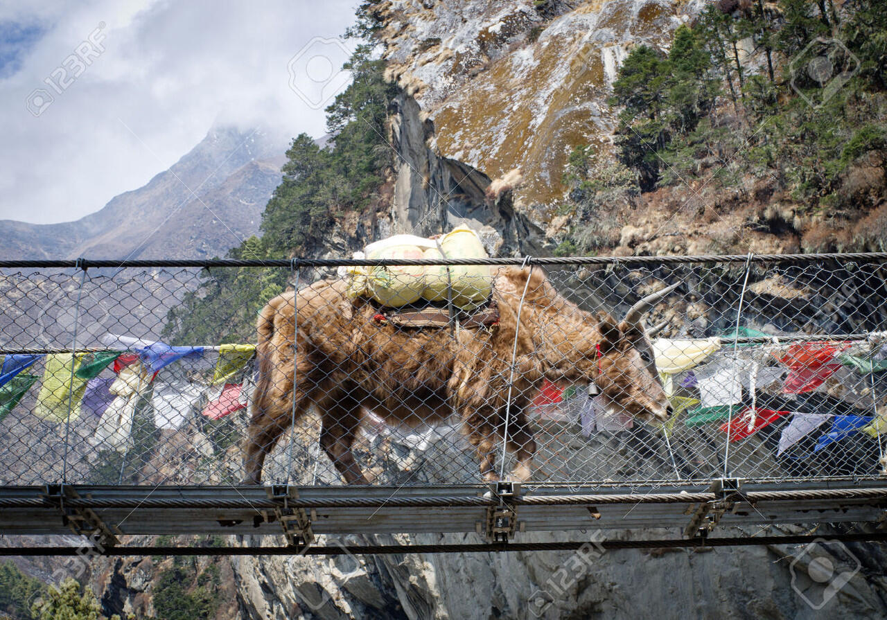 Mengenal hewan Yak, Binatang asli pegunungan Himalaya