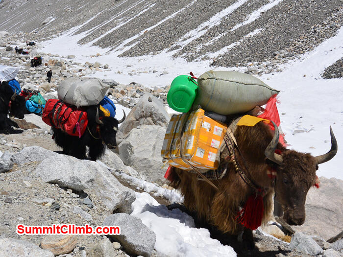 Mengenal hewan Yak, Binatang asli pegunungan Himalaya