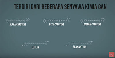 Benarkah Wortel Baik Untuk Kesehatan Mata? (Ft. Zywielab)*Explained With Animation*