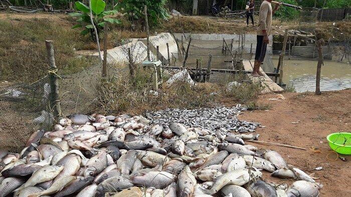 Hari Ketiga Jebol Irigasi, Makin Banyak Ikan yang Mati di Tapin