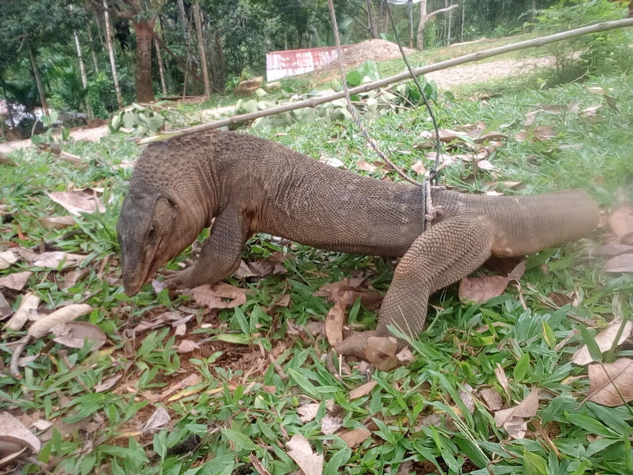 Binatang aneh ditemukan di Aceh