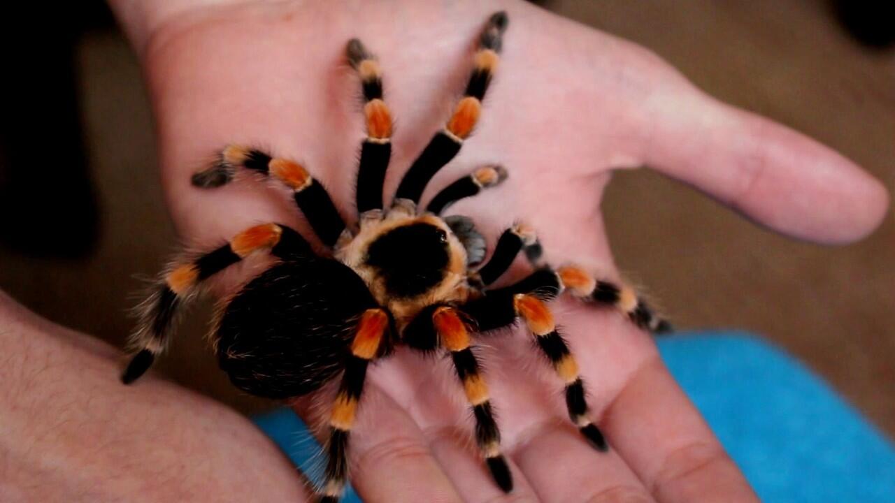 Tarantula Keeper @ KasKus