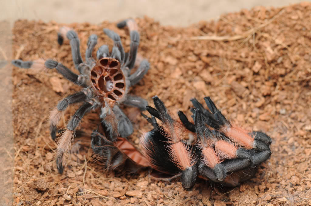 Tarantula Keeper @ KasKus