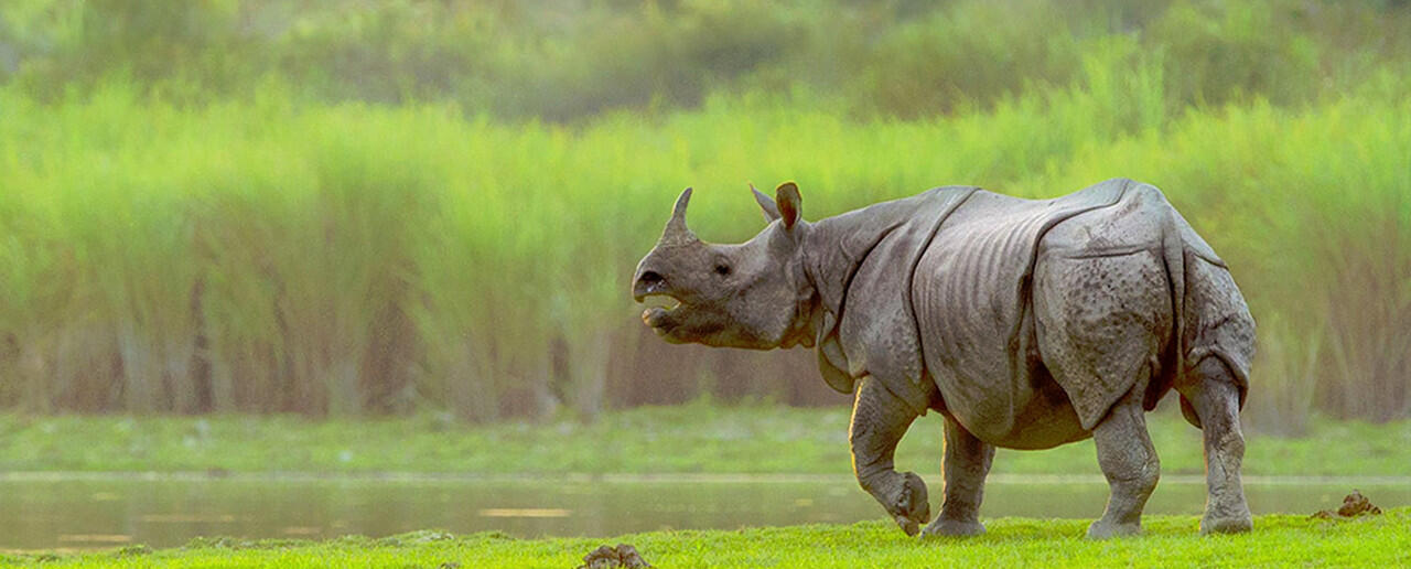 Hanya di Taman Nasional Ini, Pemburu Akan Langsung Ditembak Mati!