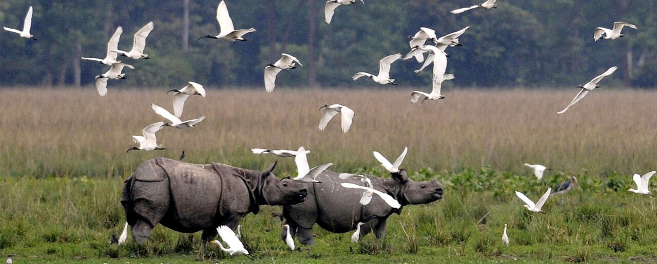 Hanya di Taman Nasional Ini, Pemburu Akan Langsung Ditembak Mati!