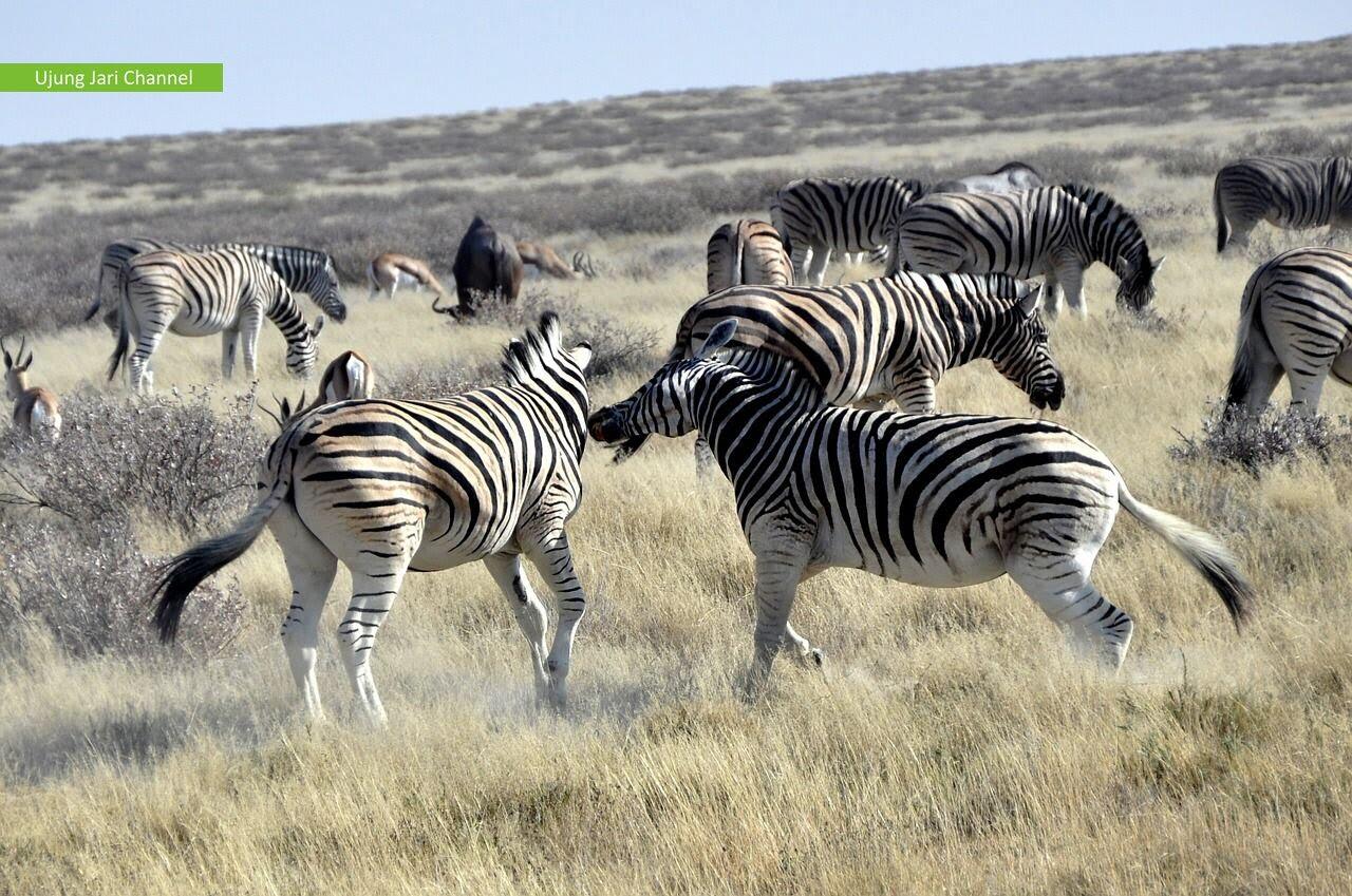 Mengapa Zebra Berkulit Belang? Ini Jawabannya