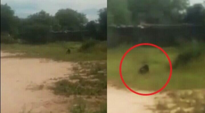 Penampakan Misterius di Lapangan Argentina, Goblin?