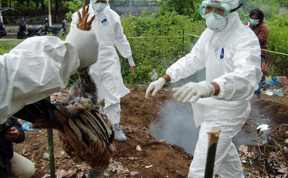 Terjangkit Virus Flu Burung, Ratusan Itik di Kabupaten Bandung Dimusnahkan
