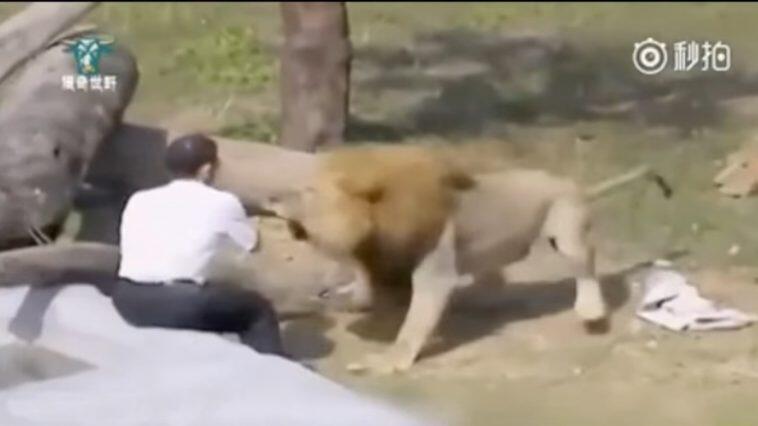 Jatuh Ke Kandang Singa,Pria Ini Tenang dan Berdoa Lalu Ini yang Terjadi