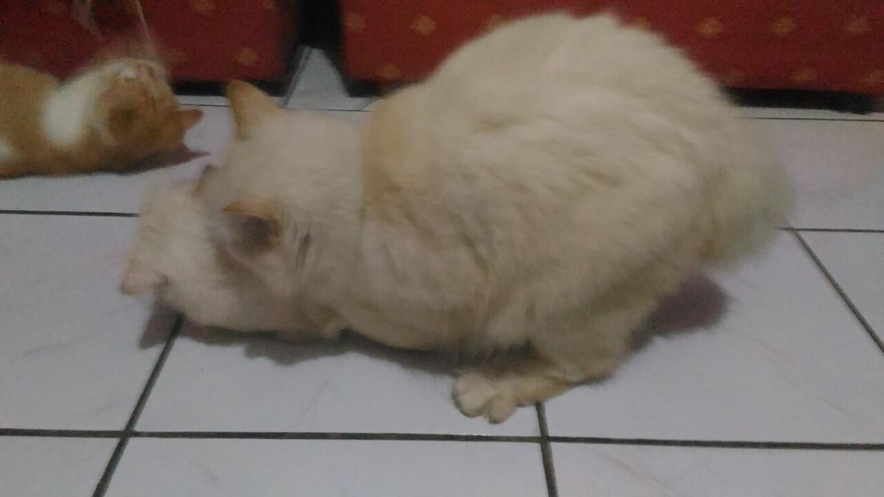 &#91;Help&#93; gan tolong gan kucing ane jadi homo