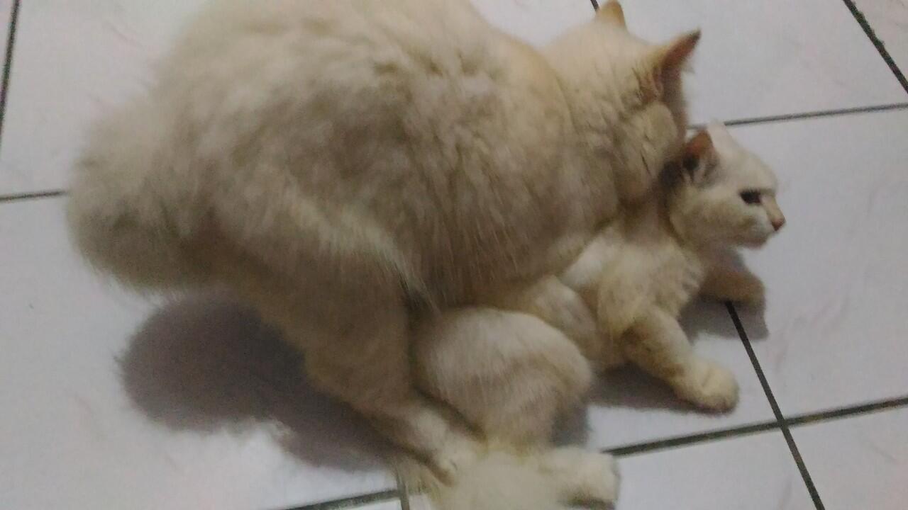 &#91;Help&#93; gan tolong gan kucing ane jadi homo