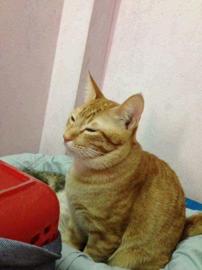 Kucing Ini Jadi Contoh MODEL Ayah Teladan