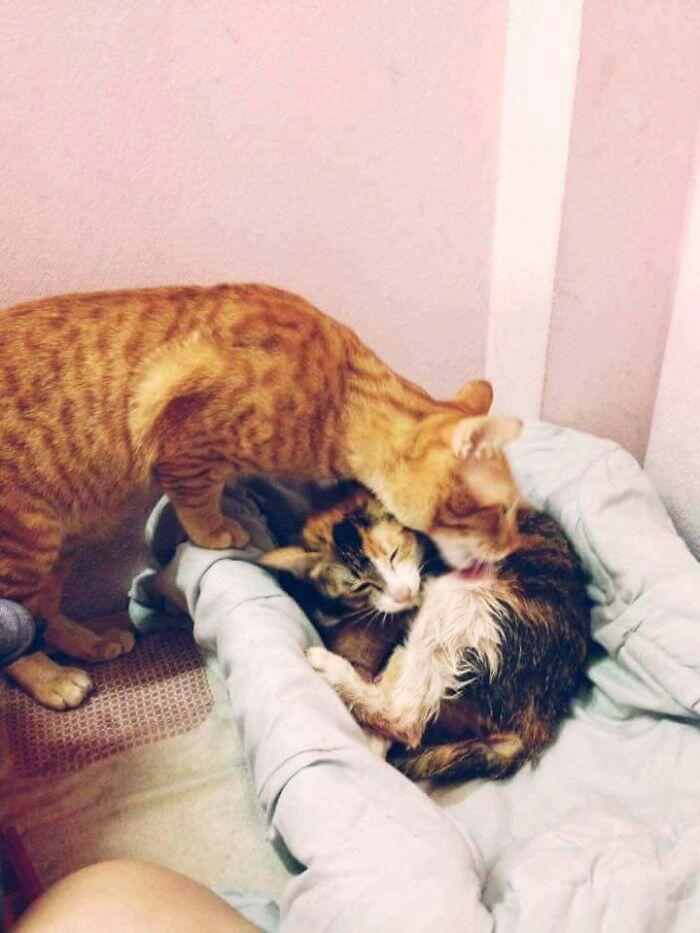 Kucing Ini Jadi Contoh MODEL Ayah Teladan