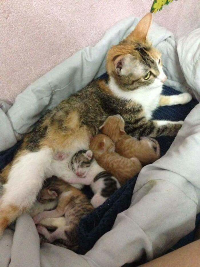 Kucing Ini Jadi Contoh MODEL Ayah Teladan
