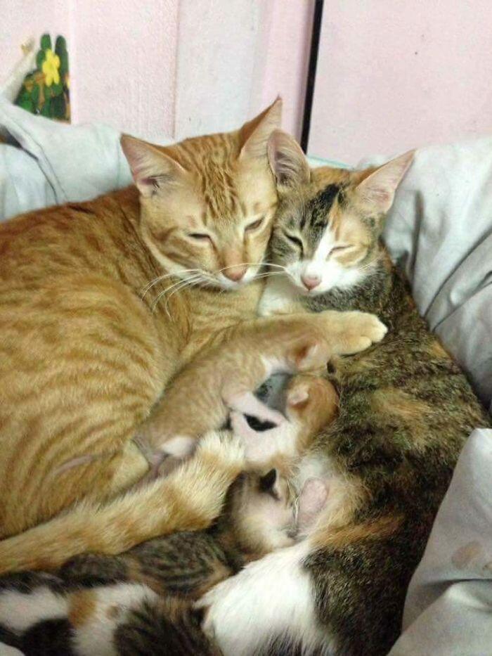 Kucing Ini Jadi Contoh MODEL Ayah Teladan
