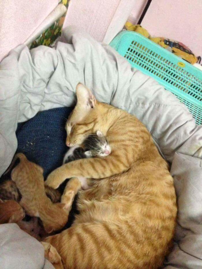 Kucing Ini Jadi Contoh MODEL Ayah Teladan