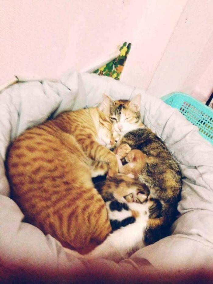 Kucing Ini Jadi Contoh MODEL Ayah Teladan
