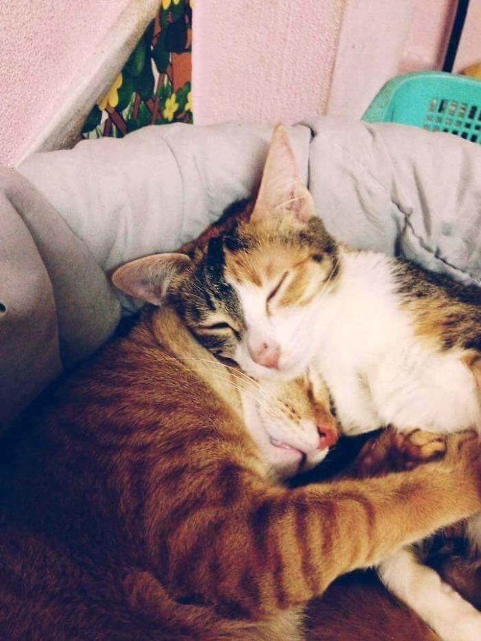Kucing Ini Jadi Contoh MODEL Ayah Teladan