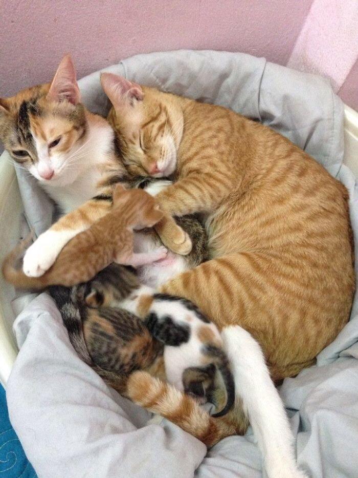 Kucing Ini Jadi Contoh MODEL Ayah Teladan
