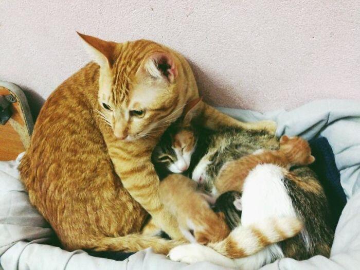 Kucing Ini Jadi Contoh MODEL Ayah Teladan