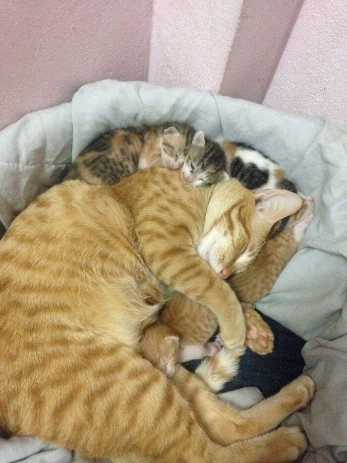 Kucing Ini Jadi Contoh MODEL Ayah Teladan